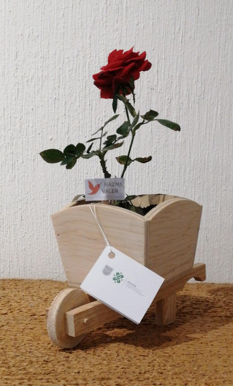 Inicia venta de rosas cultivadas en Centros Pentenciarios para celebrar día  del amor y la amistad